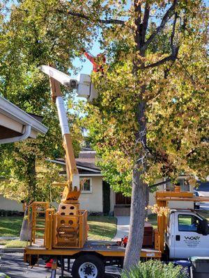 Thank you SCV City Urban Forestry Department  for taking good care of the trees   on our tree lawn.