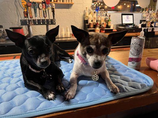 White claw and chihuahuas