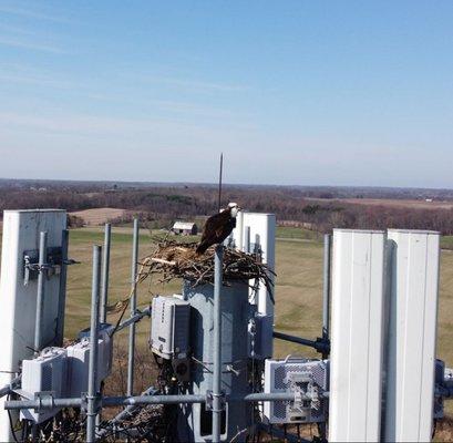 Bald Eagle at top of cell tower