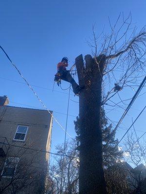 Tree experts are taking down a large ash tree.