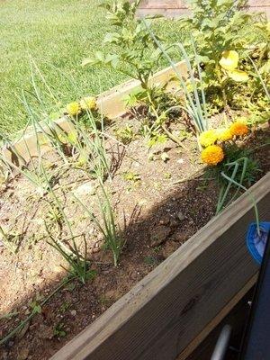 This is the vegetable garden.