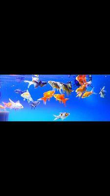 We offer fresh AND salt water livestock great for all types of aquariums!