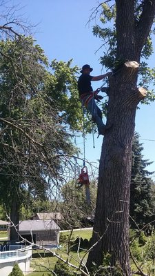 Nieto Landscaping and Tree Services