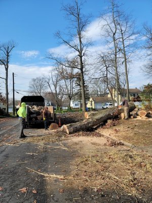 Large trunk on ground after tree removal.