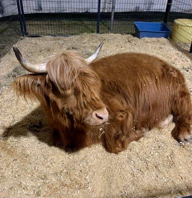 Gorgeous Highland Coo