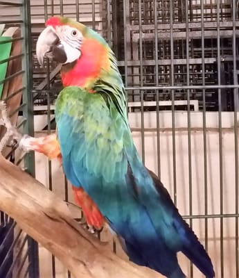 Crayola the parrot. Pasa's Animal Care provides Feeding, Care and Cleaning for all types of exotic and caged pets. Call Pasa at 508-525-6272