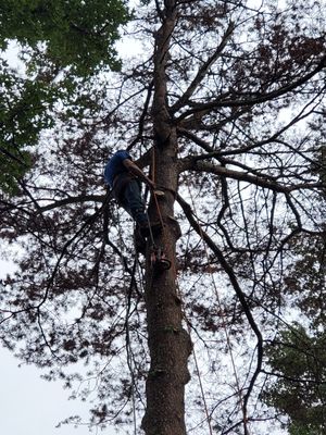 Our climber in the process of taking down a tree.