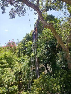 Rotten Elm to dangerous to climb