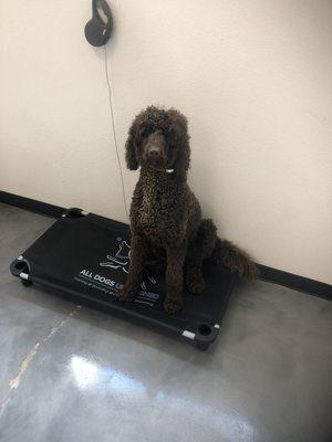 Cooper! Graduated from our two week board and train program ! And is now a well behaved doodle!