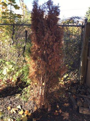 Another dead tree that did not come back that they said would: gave me every excuse not to replace it.