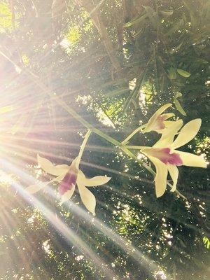 Orchids in the shade