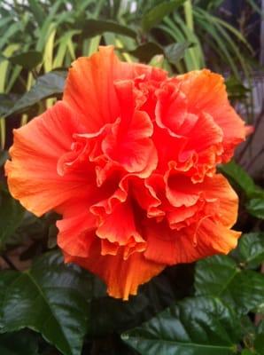 Orange hibiscus