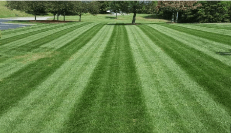 Mowed Lawn