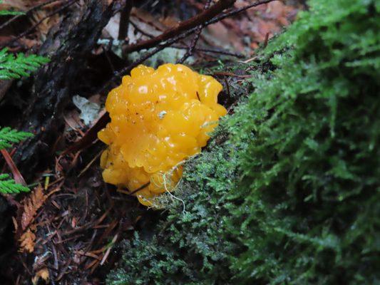 Witch's butter