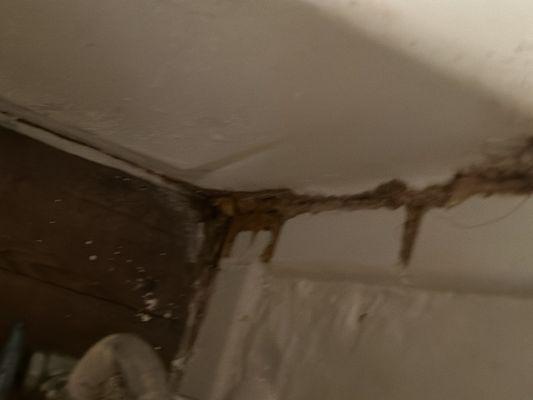 Mold from water leaks that aren't fix properly!!