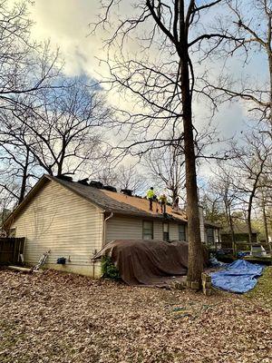 Hard at work team removing old shingles and protecting shrubs