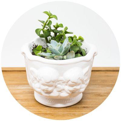 Angel Planters Minimum 36pcs Succulent not included