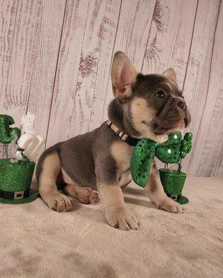 French bulldog puppies