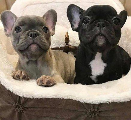 French Bulldog Puppies for Sale