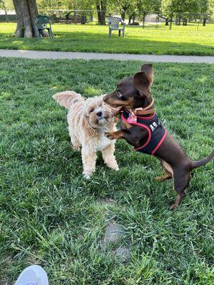 Hershel & Murphy enjoying playtime!