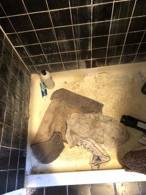 Threw Wet Rug And Dirty Towel Into My Shower! Why? Why?