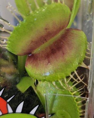 Venus fly traps !