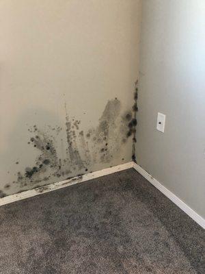 This mold was discovered behind our sofa upon move out. I have been diagnosed with mold related health issues and they will not return calls