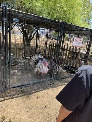 SweetWater Farms Petting Zoo and Pony Rides