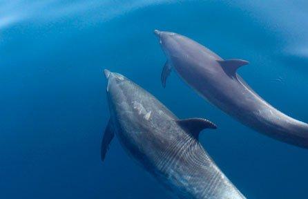 Dolphin pods in the 1000s swim right off the coast!