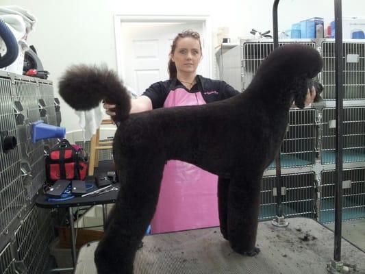 Shear Perfection Pet Salon