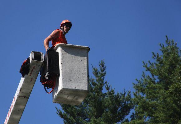 Newcomb's Tree Service