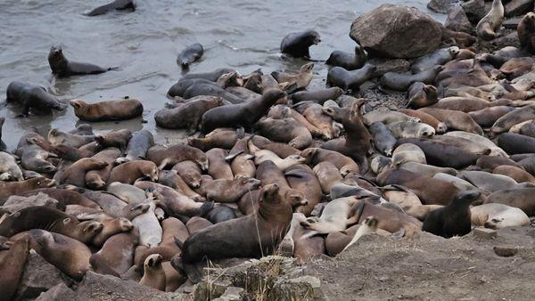 Seals at harbor. So close you can pet them (DO NOT PET THEM).