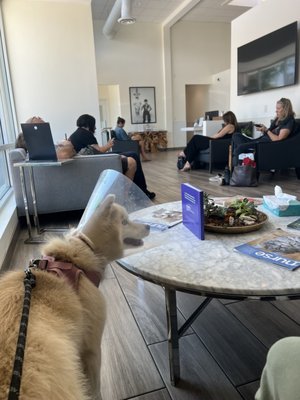 Waiting area at emergency hospital for the second time in a row, as green dog never reached out to schedule an appointment as promised