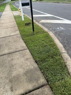 Sod installation