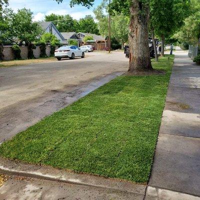 Sod installation