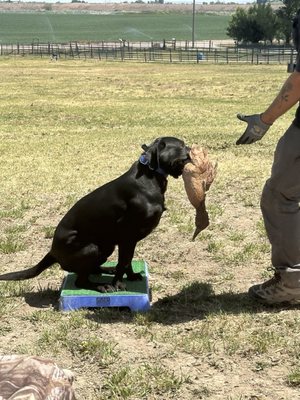 Black Labrador with duck.