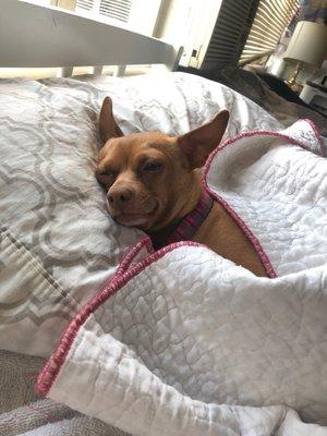 Zoe taking a nap after her relaxing grooming!