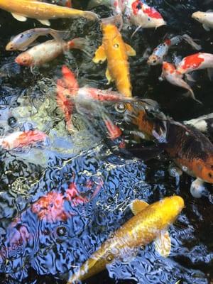 Koi pond