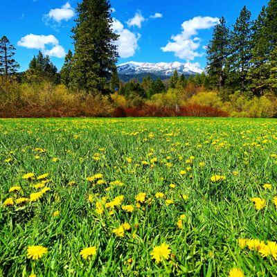 Mt Shasta City Park