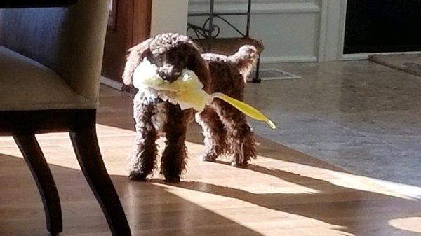 Morty is doing a little light housework