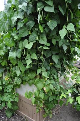 Self-watering Gro-System Raised Bed with Pole Beans