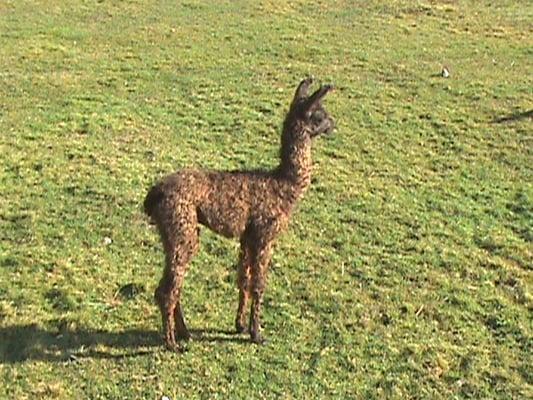 Our newest llama.