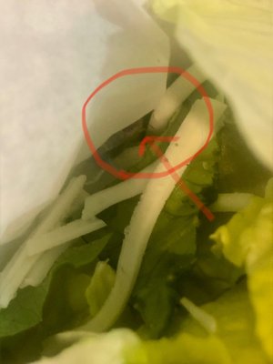 Small bug alive in my Caesar salad