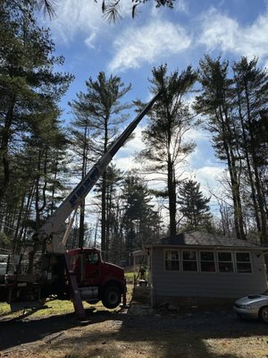 I've been so worried the tree would fall on the house in heavy snow. Thanks to BlueRidge I'm not worried any more.