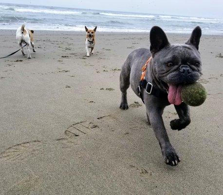 Fetch at Fort Fuston