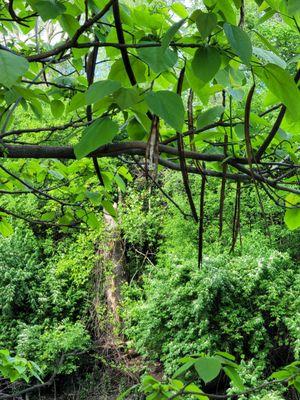 I've never seen any tree like this before. Long skinny pods