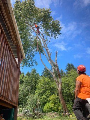 Silver maple removal. Awkward lean.