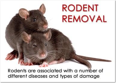 Rodent Removal Services