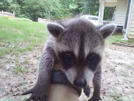 wildlife removal, squirrel removal, rat removal, raccoon removal, bat and snake removal