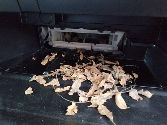 Leaves in the cabin air... a CLUE something maybe amiss ?